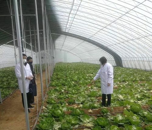 汶上县人民政府 图片新闻 县农业农村局扎实做好疫情防控期间农产品质量安全监管工作