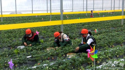 秦州:草莓园内的“莓”好时光(图)