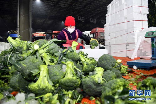 蔬菜产地供应充足 菜价在合理区间 来自蔬菜生产大省山东的一线调查报告